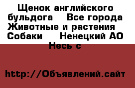 Щенок английского бульдога  - Все города Животные и растения » Собаки   . Ненецкий АО,Несь с.